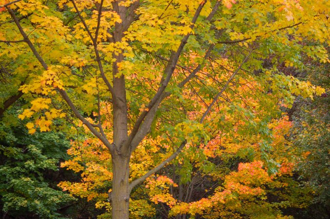 maple tree with leaves in gold shades, Alexander Muir Gardens