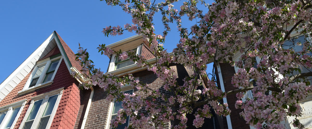 pink blossoms on a tree in front of a row of houses
