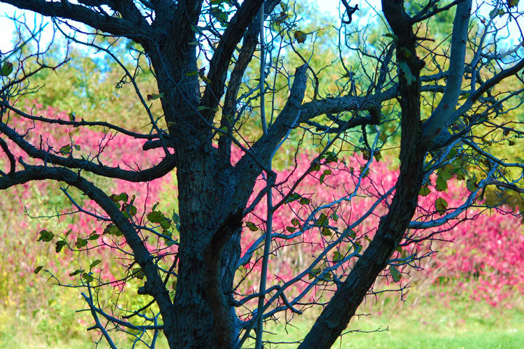 silhouette of an almost leafless tree with pink and green plants behind it