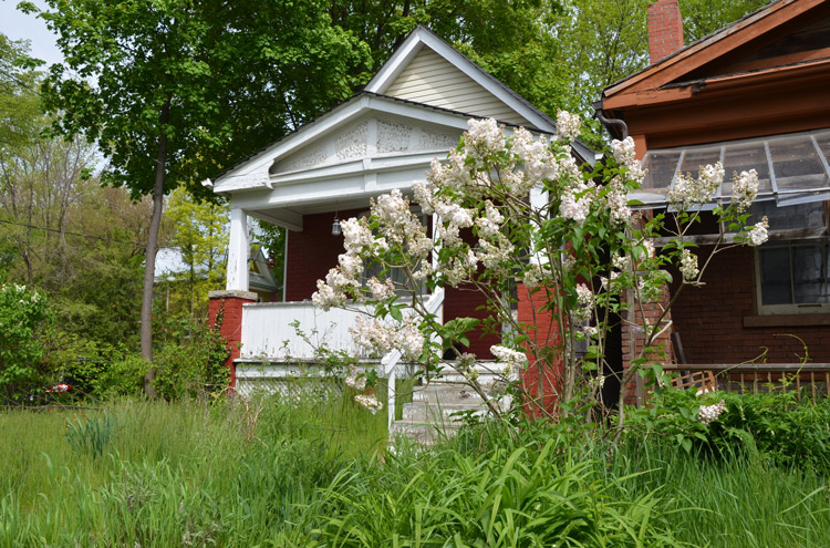 white lilac bush in front of a house with an overgrown yard