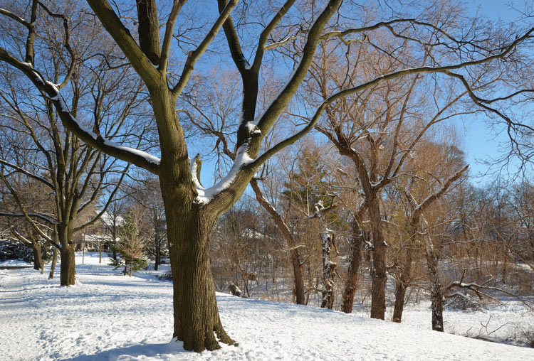 snowy, sunny day in the park with trees and blue sky