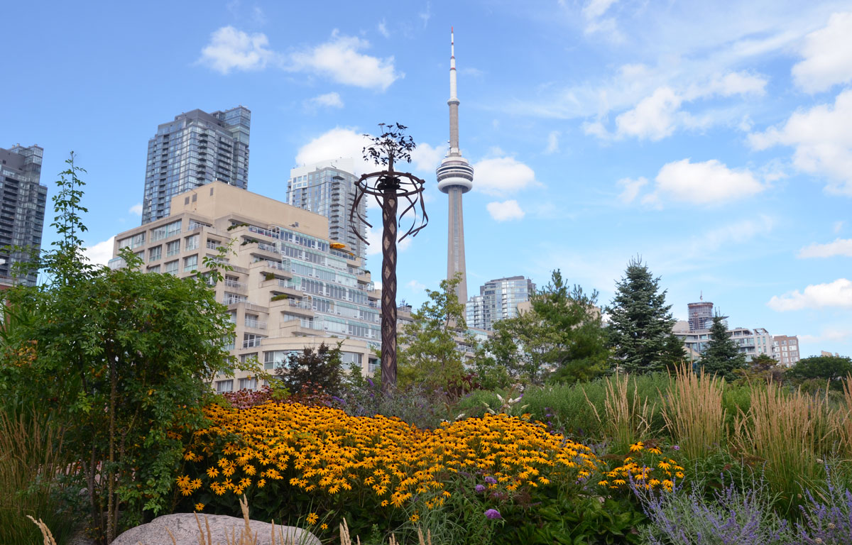 the music garden at Toronto's waterfront, in summer, with the CN tower in the background.  