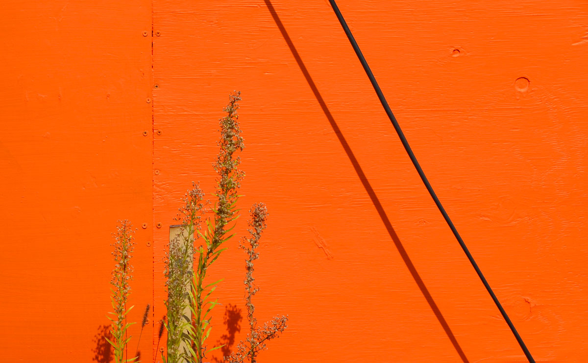 abstract looking picture of bright orange wall taken on a sunny day.  A black wire runs in front of the wall and there are weeds growing in front of the wall.   They all produce interesting shadows. 