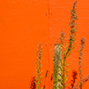 abstract looking picture of bright orange wall taken on a sunny day.  A black wire runs in front of the wall and there are weeds growing in front of the wall.   They all produce interesting shadows. 
