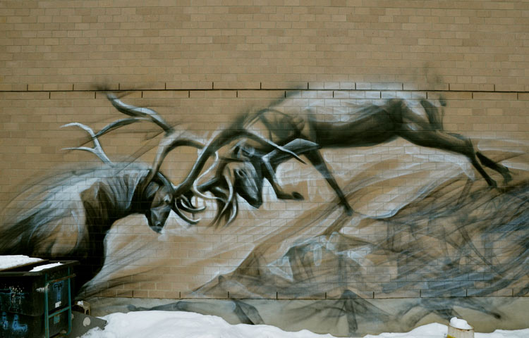 two male elk with their antlers locked in a fight