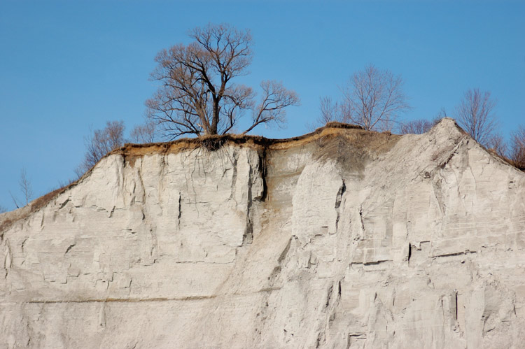 a lone tree on top of the Scarborough bluffs, with its roots showing 