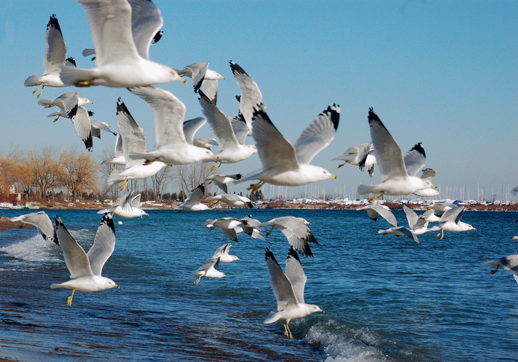 a flock of seagulls has just taken flight over a beach, while boats and shoreline are in the background. 