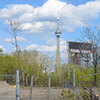 the CN Tower is in the background, a vacant lot waiting for development is in the foreground.  Old tire and some other junk is in front of the fence surrounding the vacant lot 