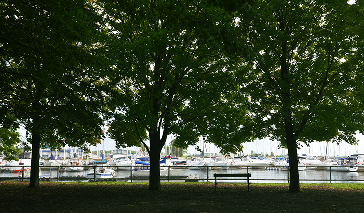 trees and bench in a park at the waterfront with the boats moored at the National Yacht Club behind them 