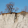 a lone tree on top of the Scarborough bluffs, with its roots showing 