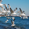 a flock of seagulls has just taken flight over a beach, Cherry Beach, while boats and shoreline are in the background. 